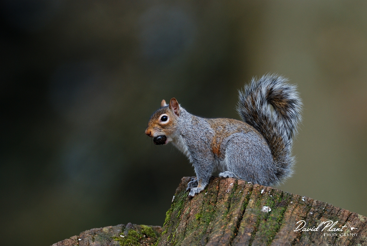 David Plant Photography - Wildlife Photographer - Grey squirrel - B.jpg - Grey squirrel - Forest of Dean