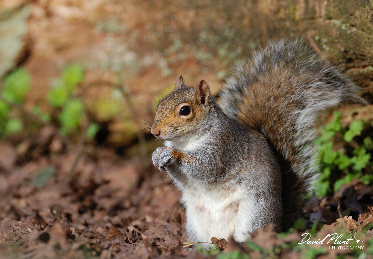 David Plant Photography - Wildlife Photographer - Grey squirrel - E.jpg - Grey squirrel - Forest of Dean