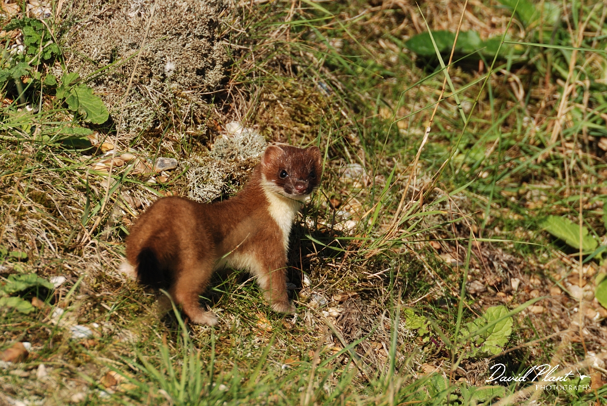 David Plant Photography - Wildlife Photographer - Stoat - A.jpg - Stoat - Norfolk