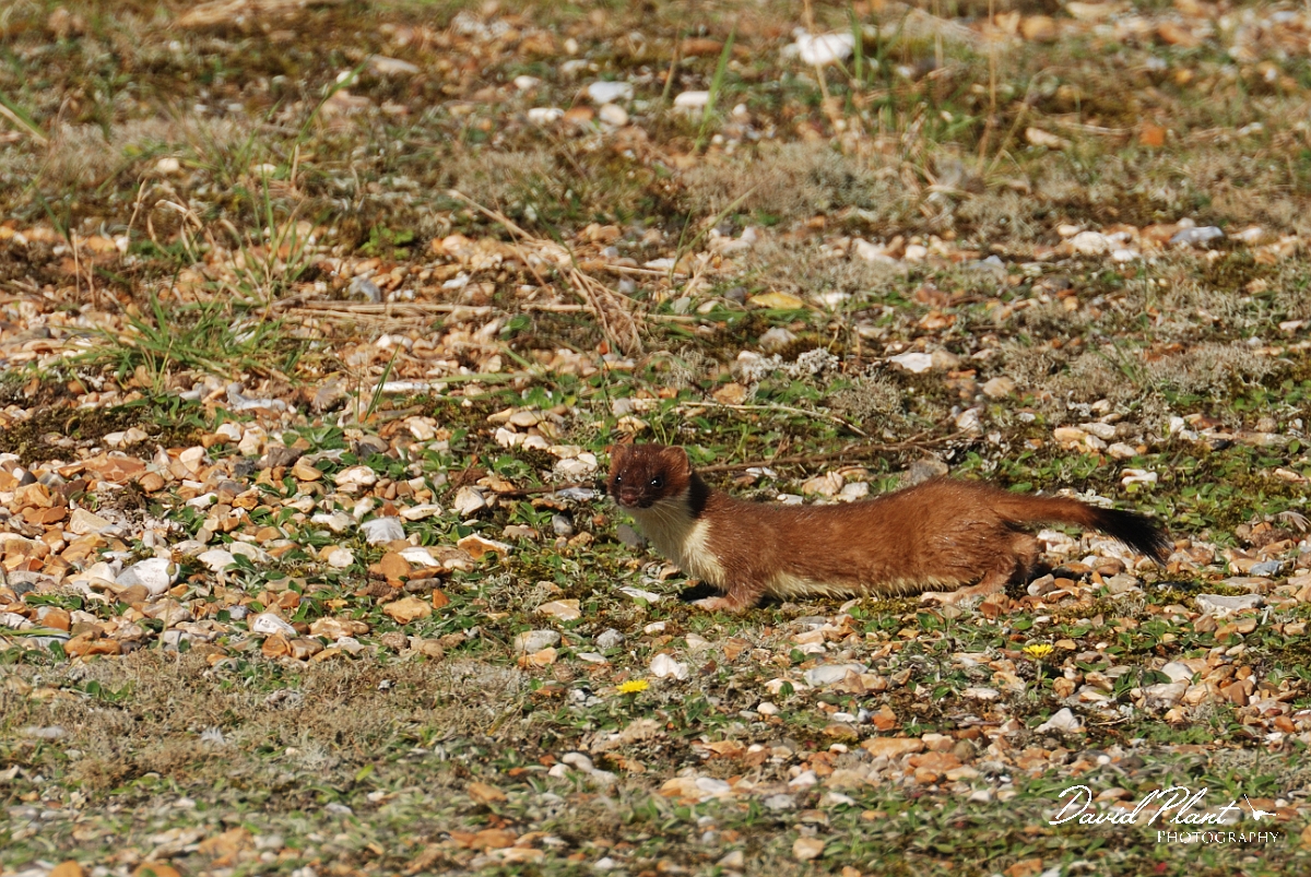 David Plant Photography - Wildlife Photographer - Stoat - B.jpg - Stoat - Norfolk
