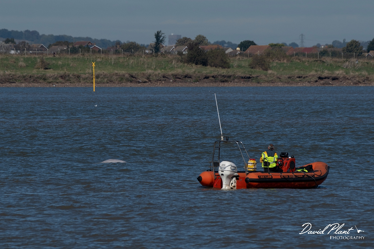 David Plant Photography - Wildlife Photography - Beluga whale - A.jpg - Beluga whale, Delphinapterus leucas, with British Divers Marine Life Rescue  - Kent