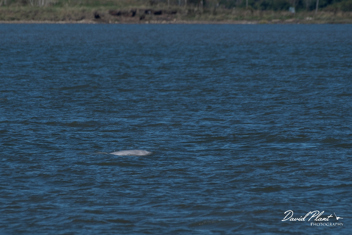 David Plant Photography - Wildlife Photography - Beluga whale - B.jpg - Beluga whale, Delphinapterus leucas  - Kent