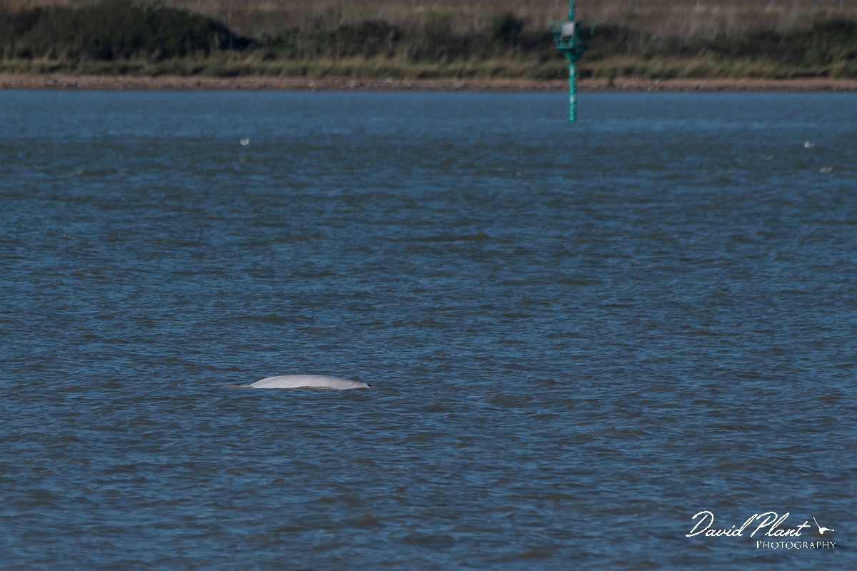 David Plant Photography - Wildlife Photography - Beluga whale - C.jpg - Beluga whale, Delphinapterus leucas  - Kent