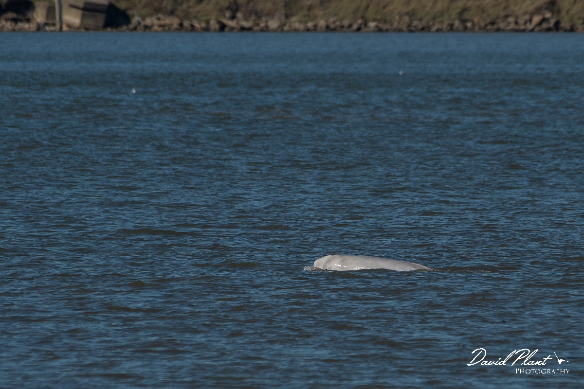 David Plant Photography - Wildlife Photography - Beluga whale - D.jpg - Beluga whale, Delphinapterus leucas  - Kent