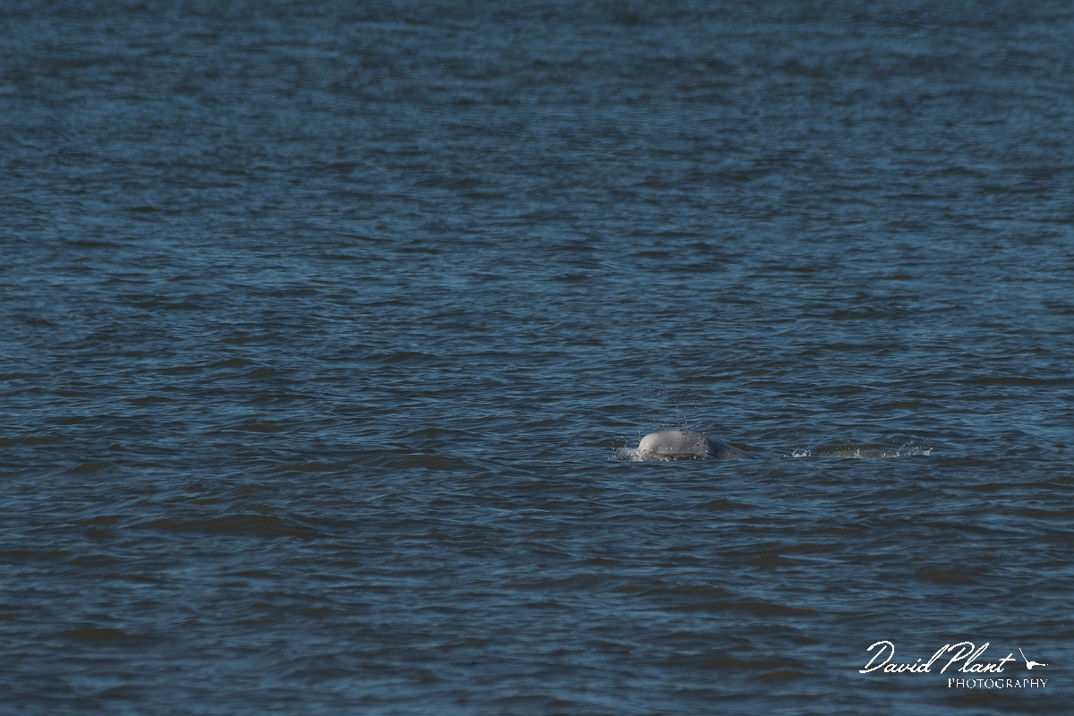 David Plant Photography - Wildlife Photography - Beluga whale - E.jpg - Beluga whale, Delphinapterus leucas  - Kent