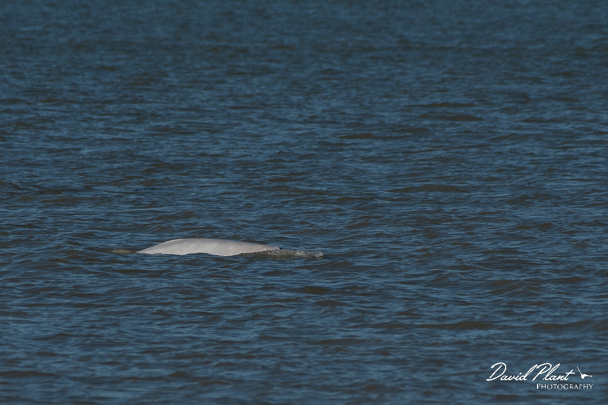 David Plant Photography - Wildlife Photography - Beluga whale - F.jpg - Beluga whale, Delphinapterus leucas  - Kent