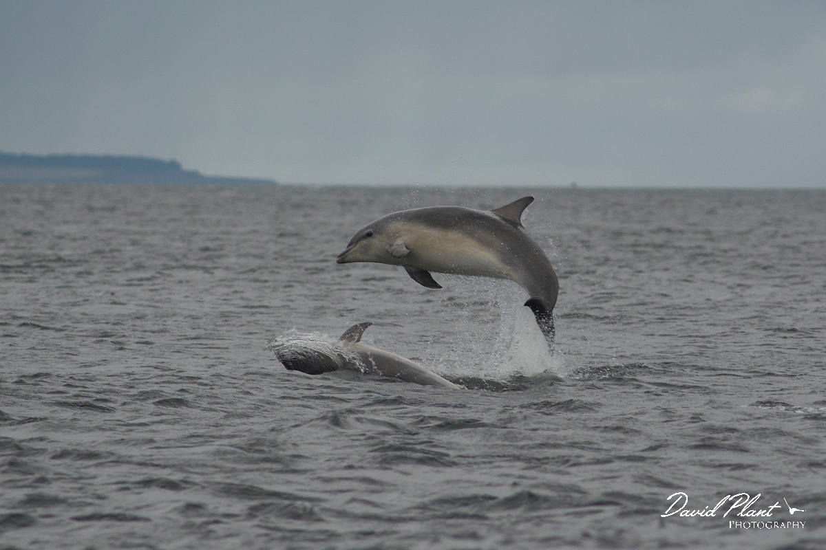 David Plant Photography - Wildlife Photography - Bottlenose dolphin - A.jpg - Bottlenose dolphin aerial - Ross and Cromarty
