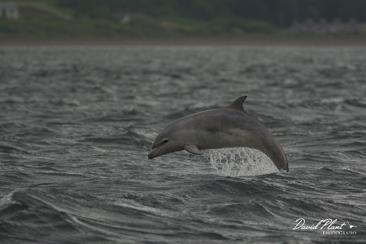 David Plant Photography - Wildlife Photography - Bottlenose dolphin - B.jpg - Bottlenose dolphin aerial - Ross and Cromarty