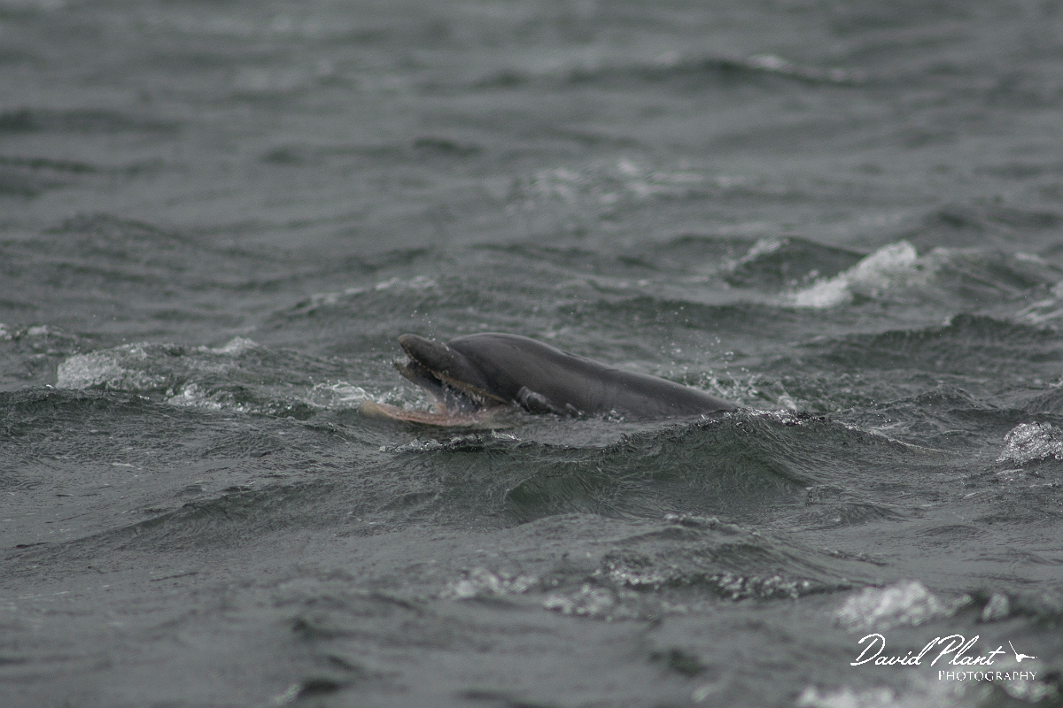 David Plant Photography - Wildlife Photography - Bottlenose dolphin - C.jpg - Bottlenose dolphin - Ross and Cromarty