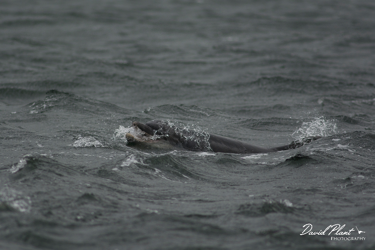David Plant Photography - Wildlife Photography - Bottlenose dolphin - D.jpg - Bottlenose dolphin - Ross and Cromarty