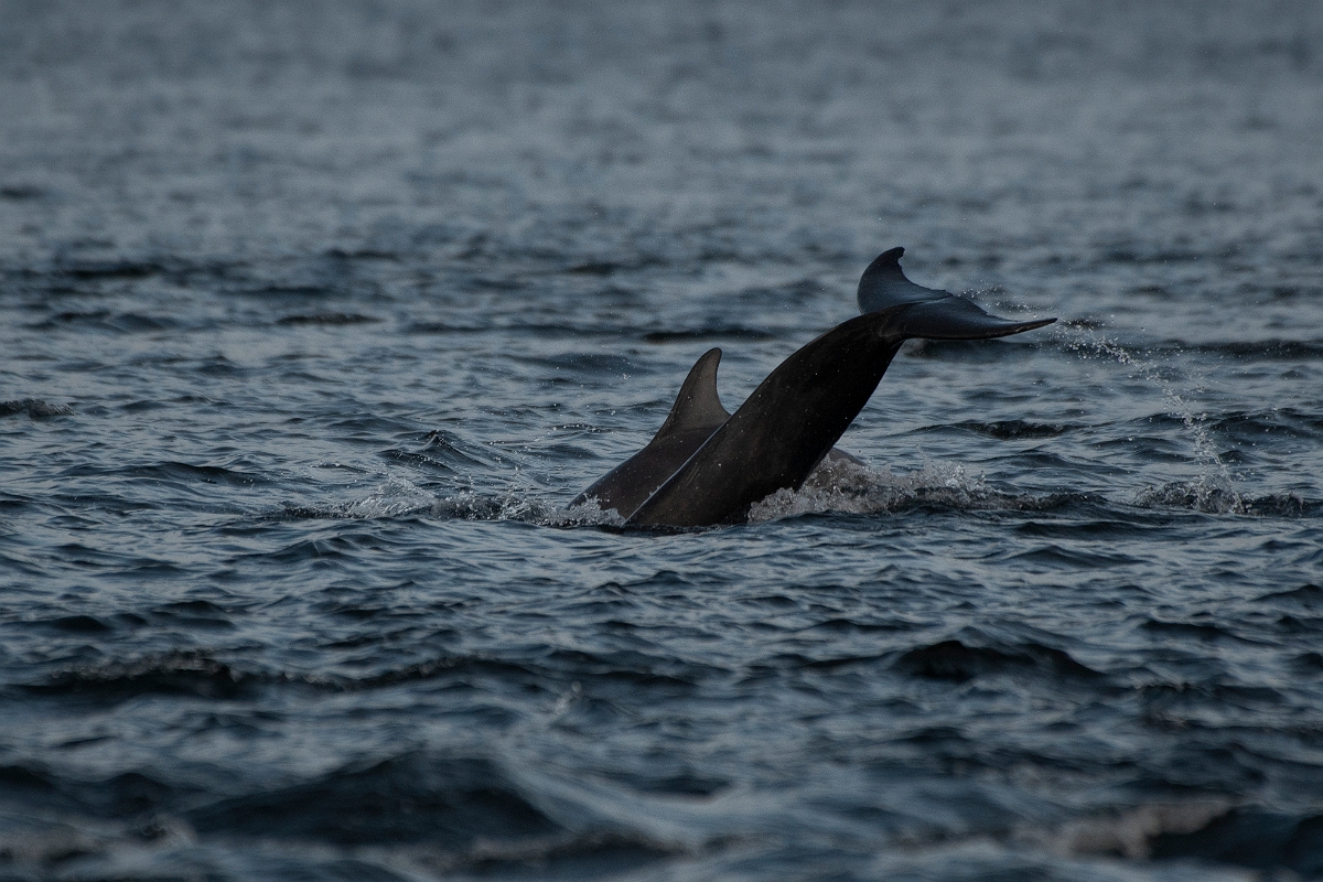 David Plant Photography - Wildlife Photography - Bottlenose dolphin - E.JPG - Bottlenose dolphin, diving - Ross and Cromarty