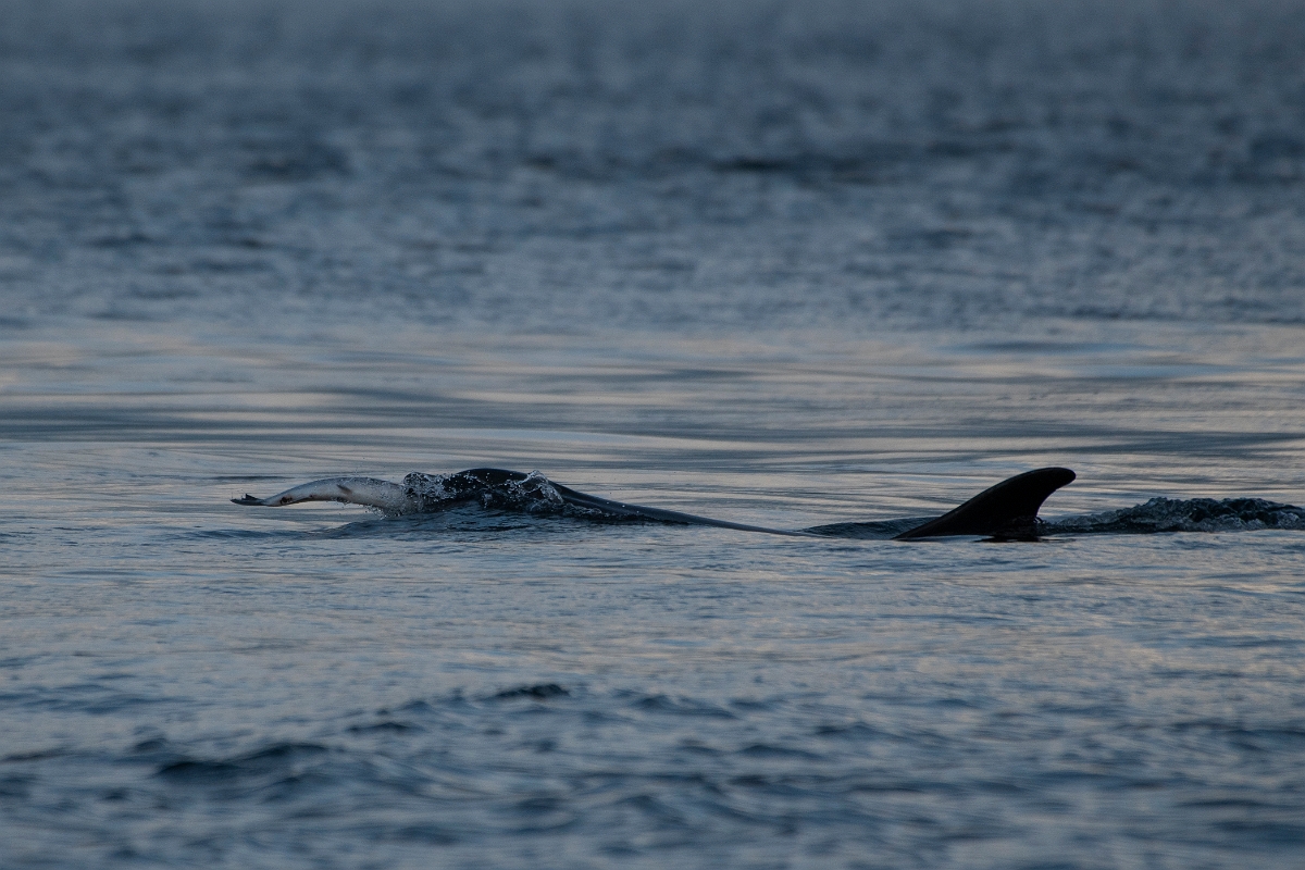 David Plant Photography - Wildlife Photography - Bottlenose dolphin - F.JPG - Bottlenose dolphin, with salmon - Ross and Cromarty