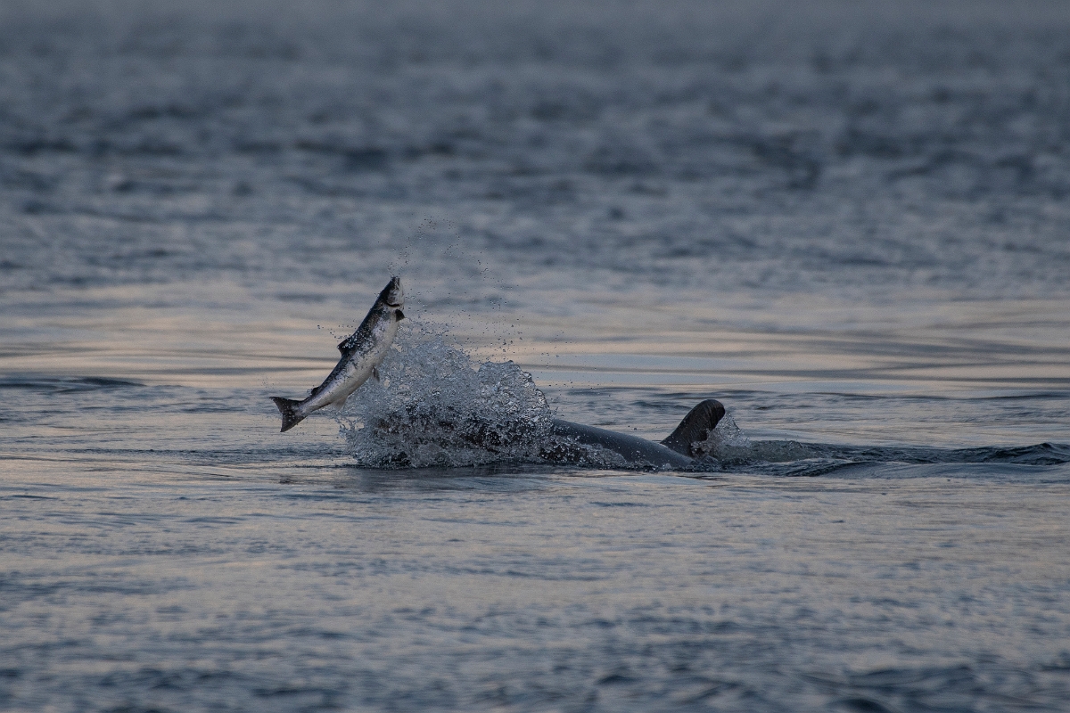 David Plant Photography - Wildlife Photography - Bottlenose dolphin - G.JPG - Bottlenose dolphin, with salmon - Ross and Cromarty