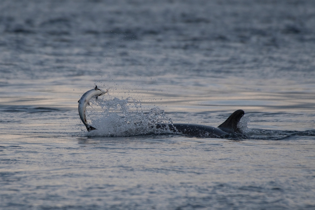 David Plant Photography - Wildlife Photography - Bottlenose dolphin - H.JPG - Bottlenose dolphin, with salmon - Ross and Cromarty