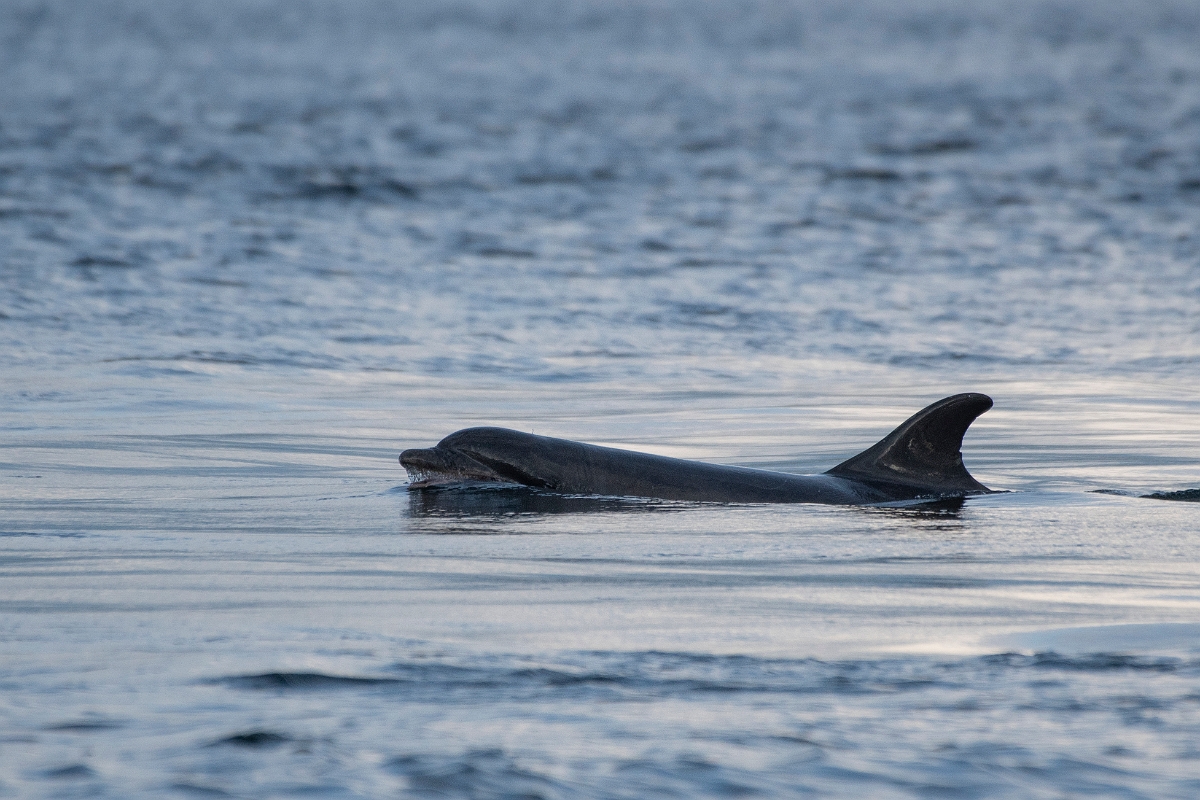 David Plant Photography - Wildlife Photography - Bottlenose dolphin - J.JPG - Bottlenose dolphin - Ross and Cromarty