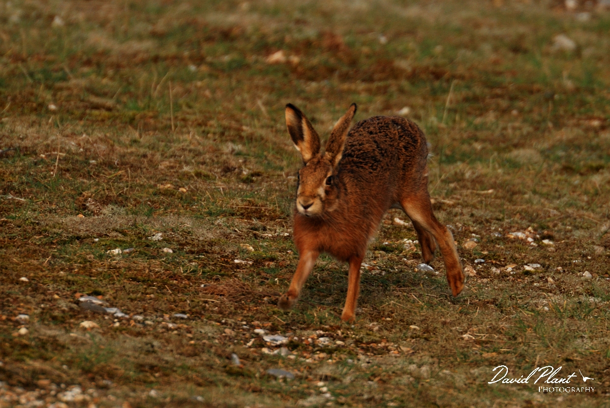David Plant Photography - Wildlife Photography - Brown hare - A.jpg - Brown hare - Norfolk