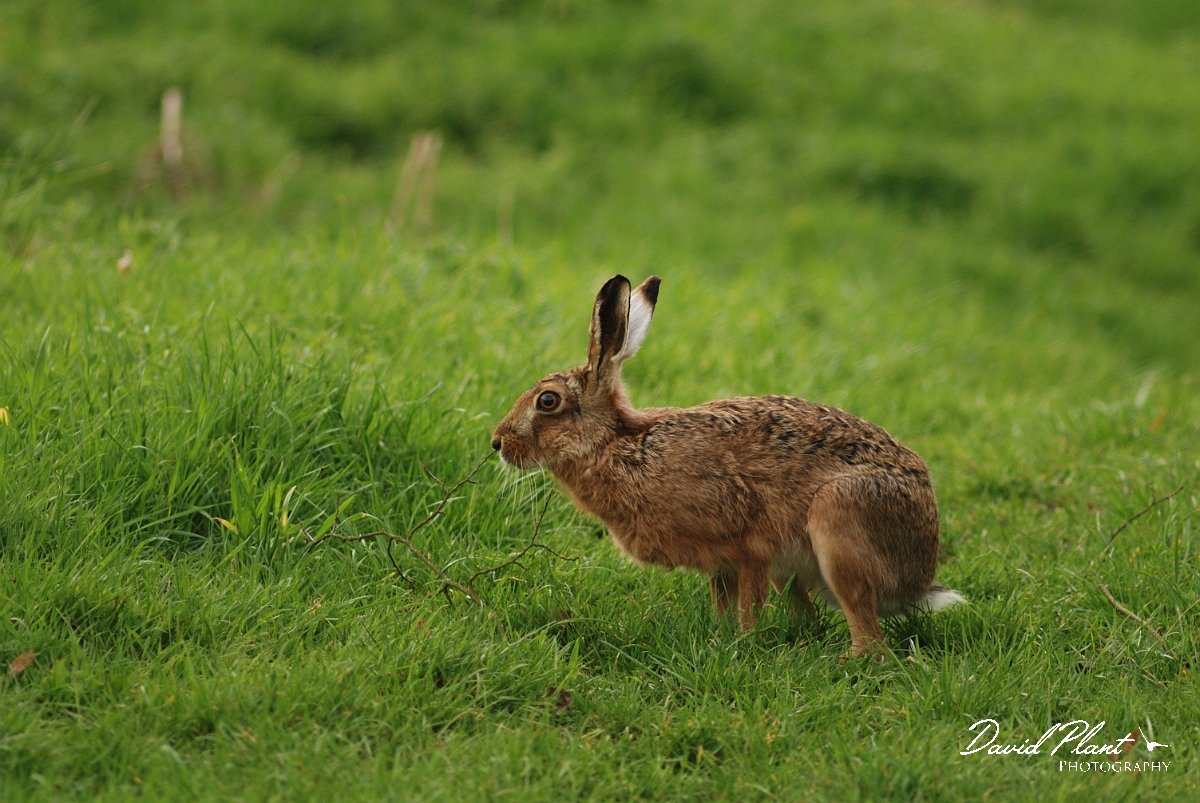 David Plant Photography - Wildlife Photography - Brown hare - B.jpg - Brown hare - Northamptonshire