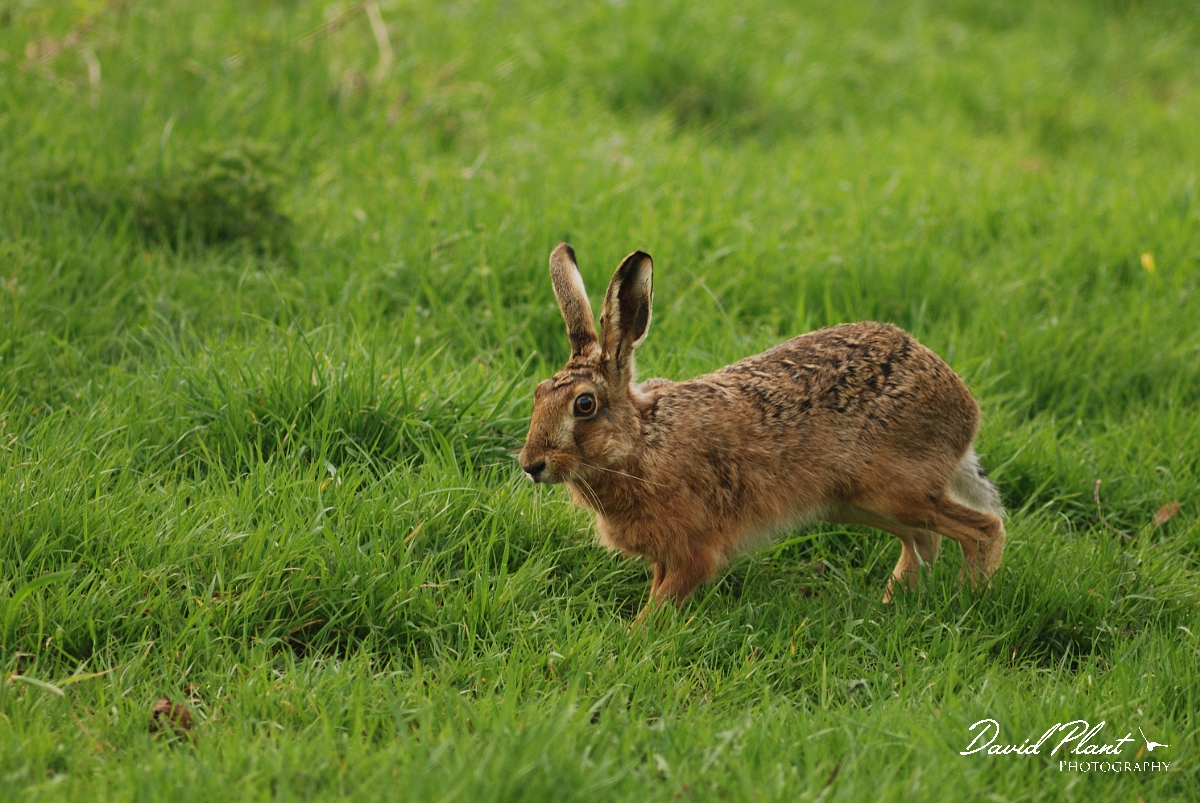 David Plant Photography - Wildlife Photography - Brown hare - C.jpg - Brown hare -  Northamptonshire