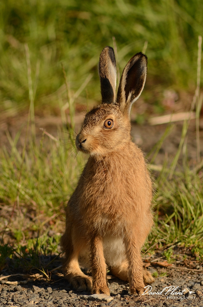 David Plant Photography - Wildlife Photography - Brown hare - D.jpg - Brown hare, juvenile - Gloucestershire