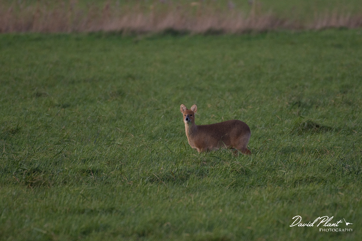 David Plant Photography - Wildlife Photography - Chinese water deer - A.jpg - Chinese water deer - Cambridgeshire