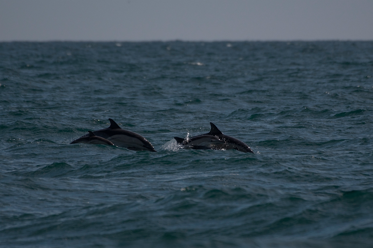 David Plant Photography - Wildlife Photography - Common dolphin - A.JPG - Common dolphins - Sea off Devon
