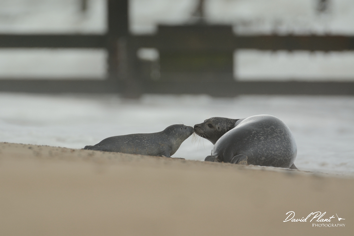 David Plant Photography - Wildlife Photography - Common seal - B.jpg - Common seal and pup - Norfolk