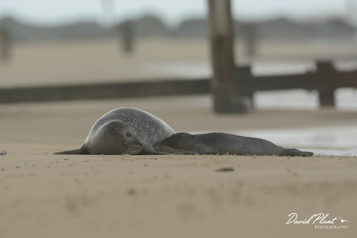 David Plant Photography - Wildlife Photography - Common seal - C.jpg - Common seal and pup - Norfolk