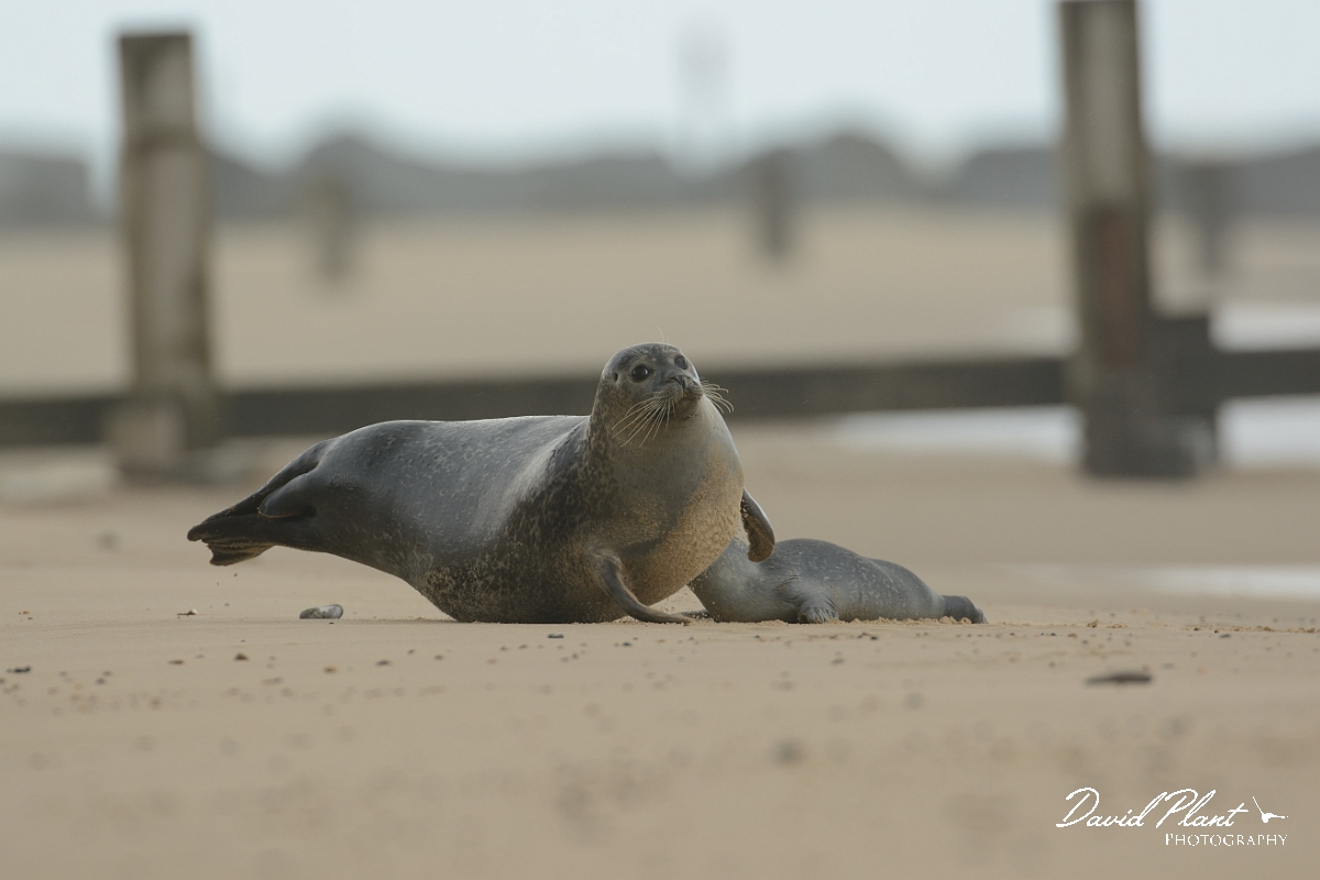 David Plant Photography - Wildlife Photography - Common seal - D.jpg - Common seal and pup - Norfolk