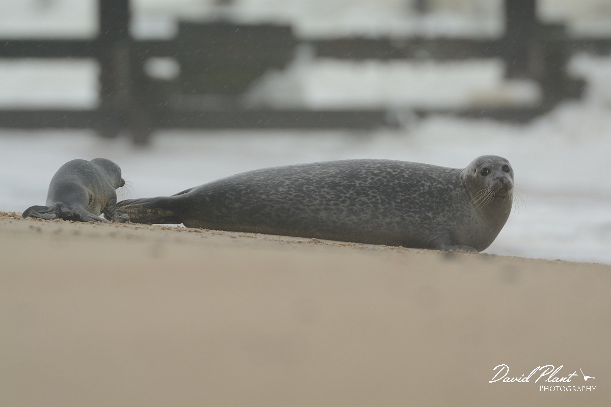David Plant Photography - Wildlife Photography - Common seal - F.jpg - Common seal and pup - Norfolk