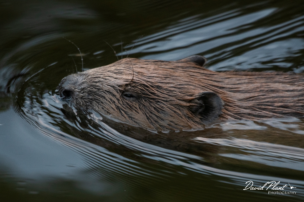 David Plant Photography - Wildlife Photography - Eurasian beaver - A.JPG - Eurasian beaver - Perthshire