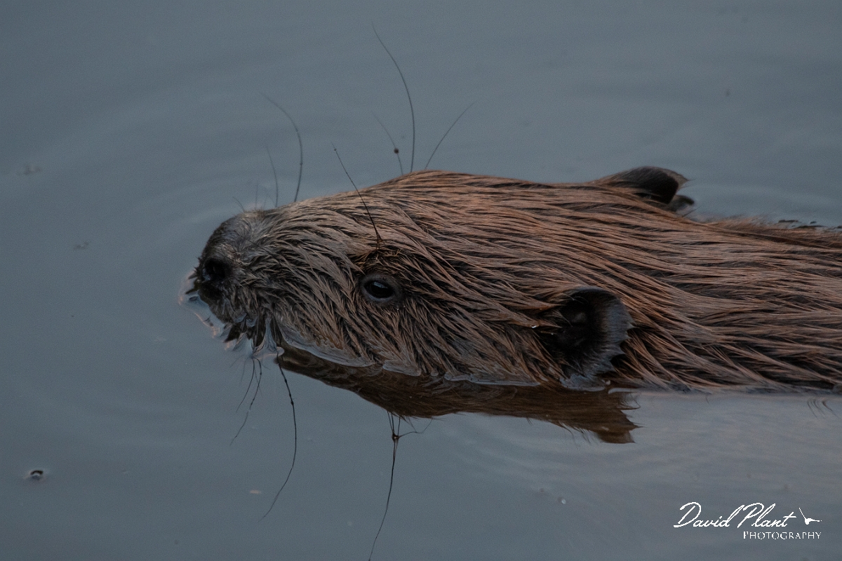 David Plant Photography - Wildlife Photography - Eurasian beaver - B.JPG - Eurasian beaver - Perthshire