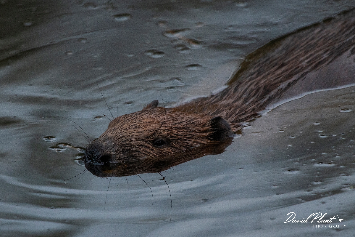 David Plant Photography - Wildlife Photography - Eurasian beaver - C.JPG - Eurasian beaver - Perthshire