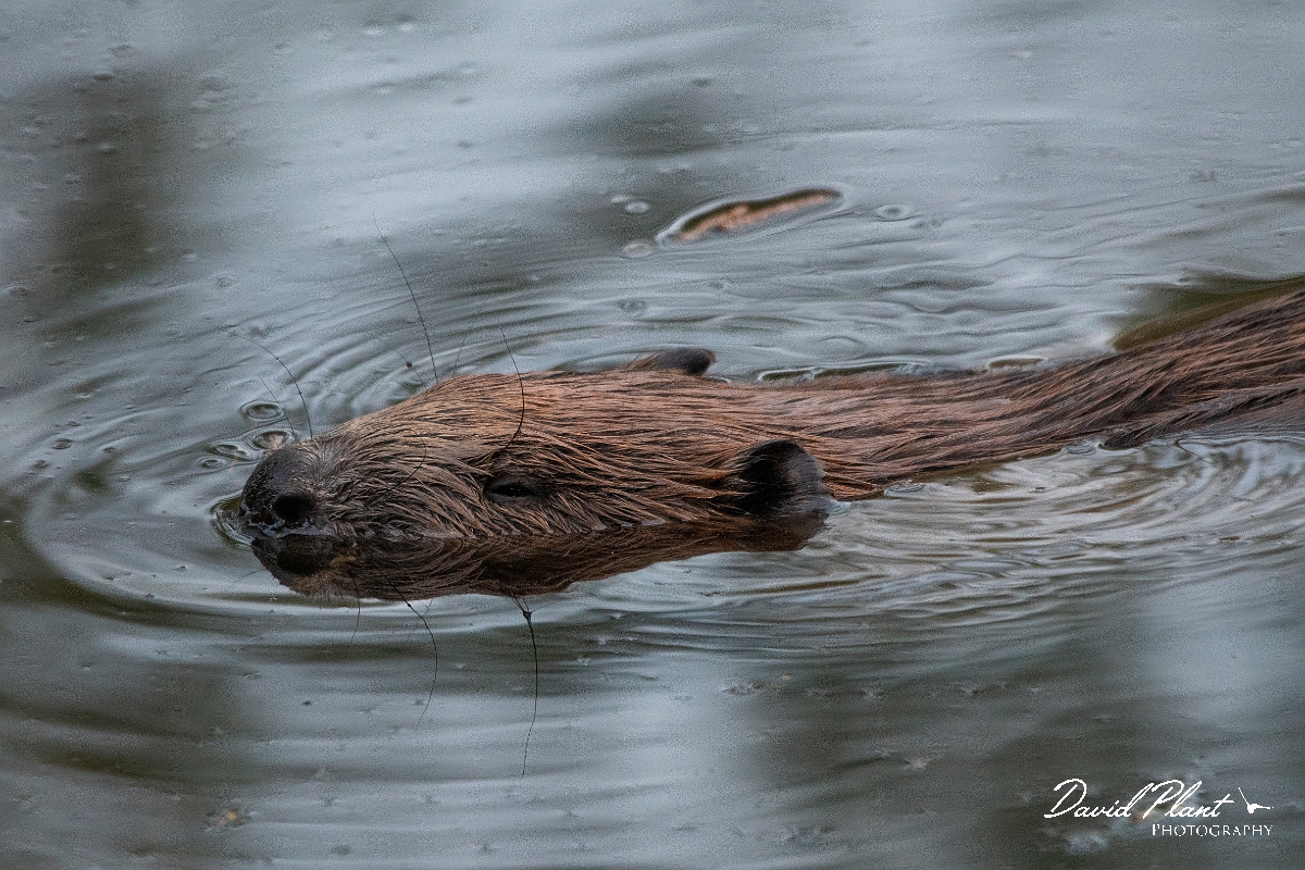 David Plant Photography - Wildlife Photography - Eurasian beaver - D.JPG - Eurasian beaver - Perthshire