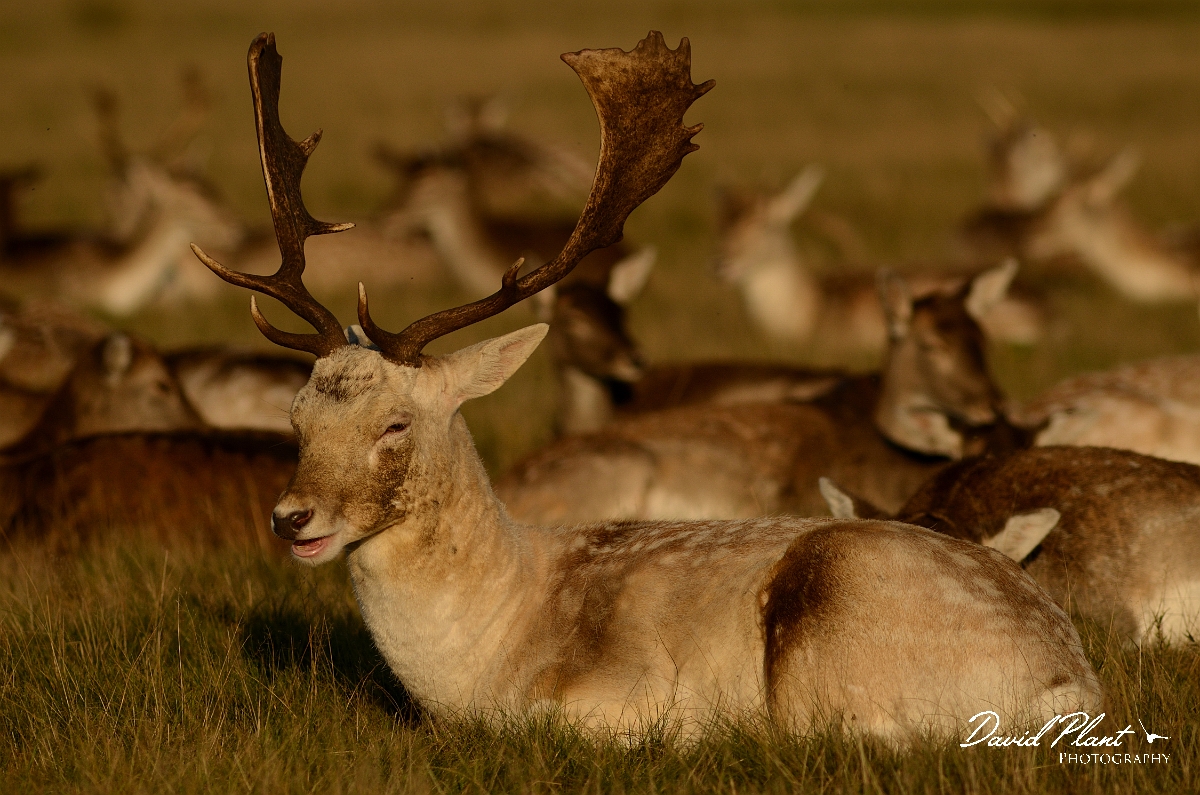 David Plant Photography - Wildlife Photography - Fallow deer - A.jpg - Fallow deer, stag sitting in herd - Surrey