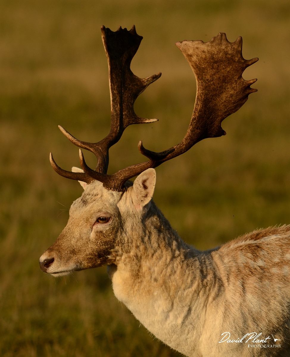 David Plant Photography - Wildlife Photography - Fallow deer - B.jpg - Fallow deer, stag - Surrey