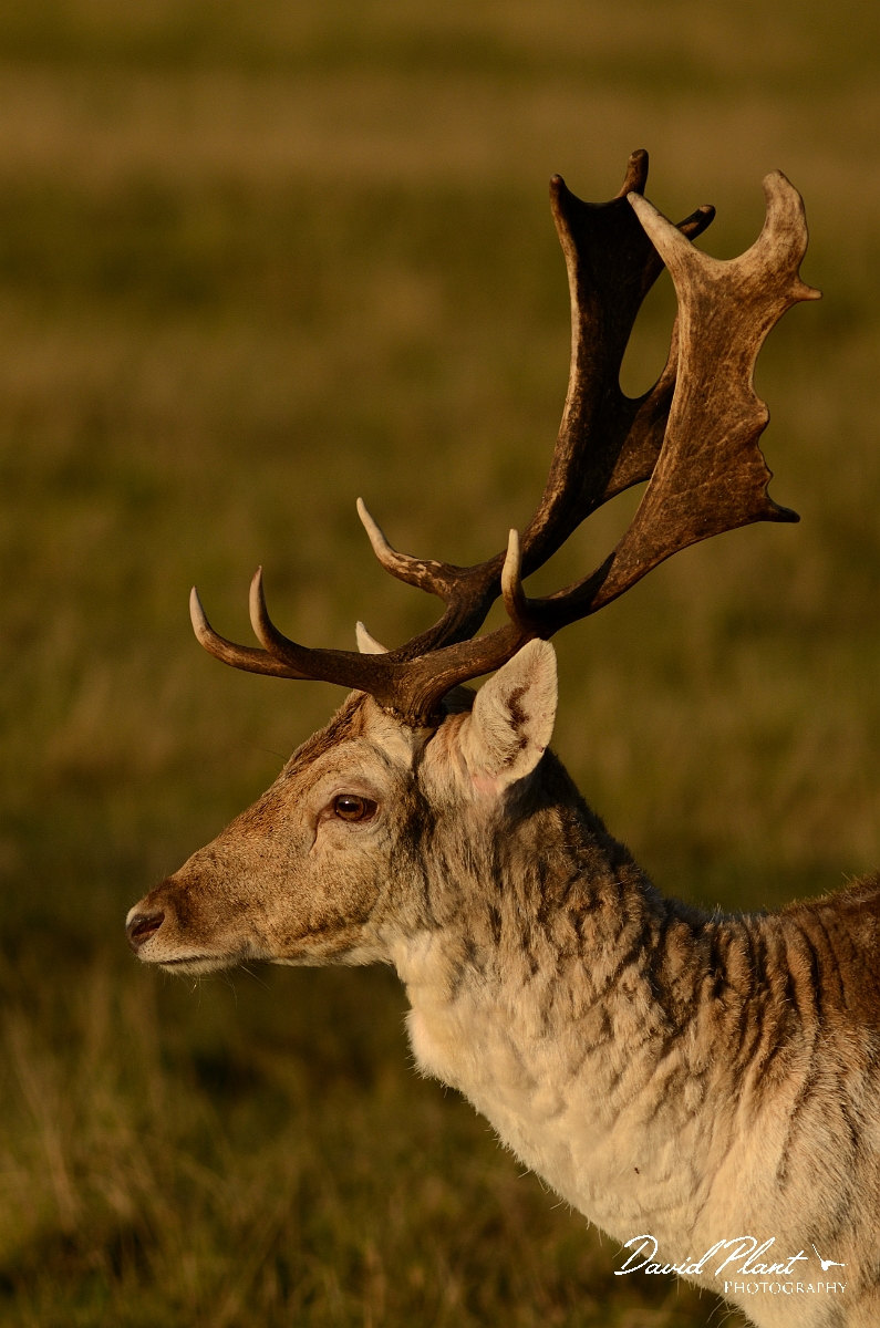 David Plant Photography - Wildlife Photography - Fallow deer - C.jpg - Fallow deer, stag - Surrey