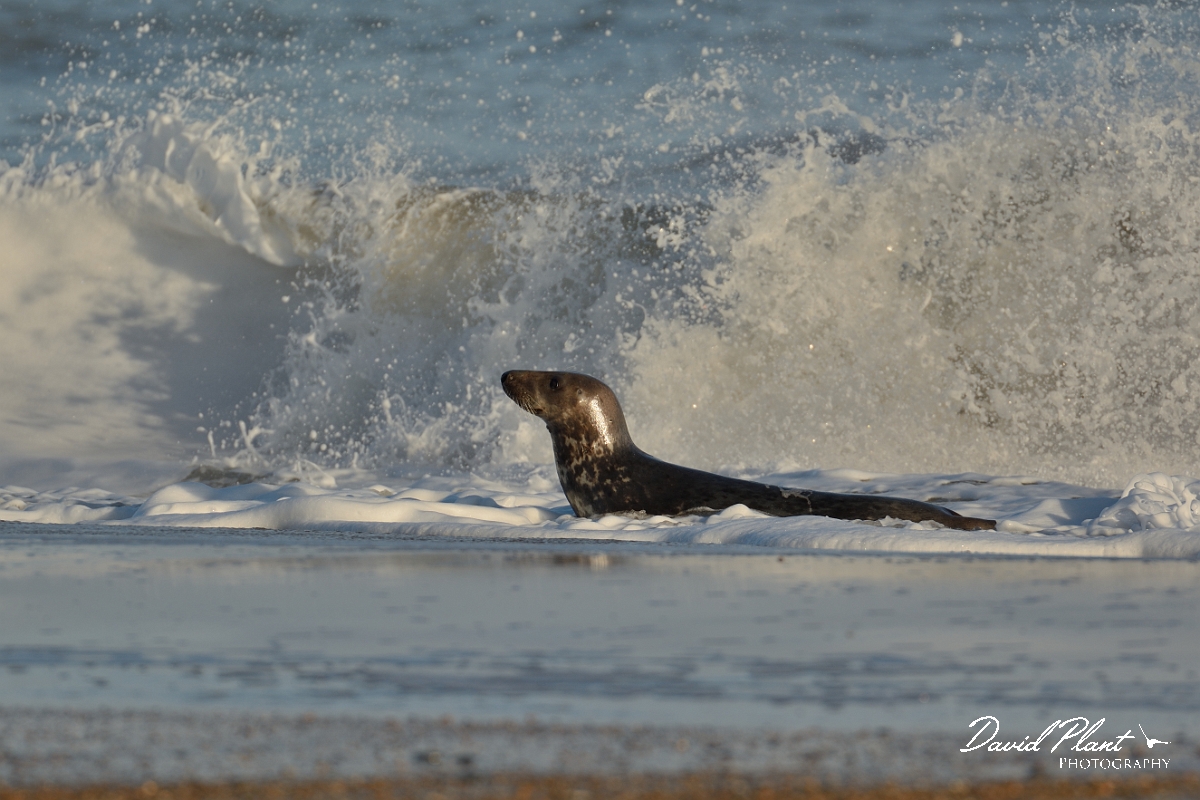 David Plant Photography - Wildlife Photography - Grey seal - A.jpg - Grey seal male in surf - Norfolk
