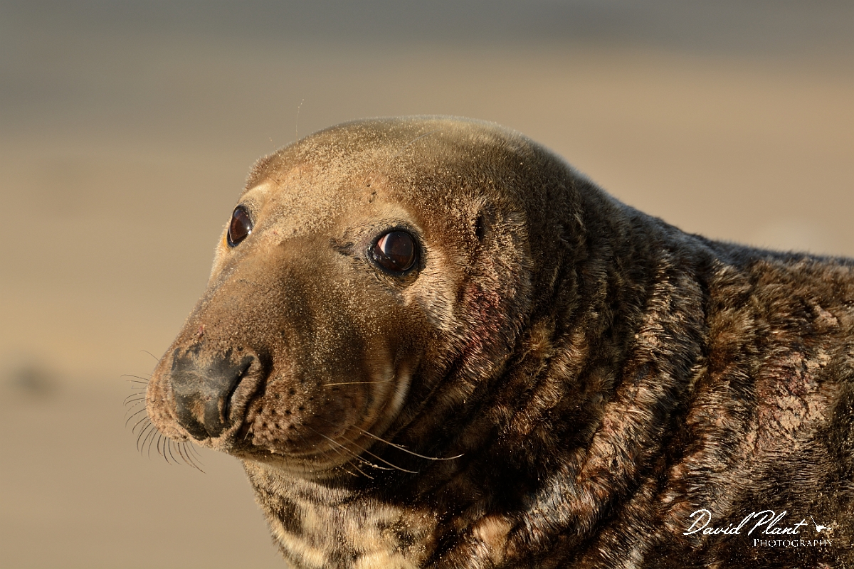 David Plant Photography - Wildlife Photography - Grey seal - AA.jpg - Grey seal male head - Norfolk