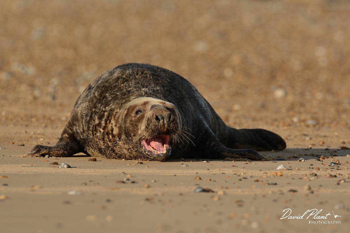 David Plant Photography - Wildlife Photography - Grey seal - AB.jpg - Grey seal male calling - Norfolk