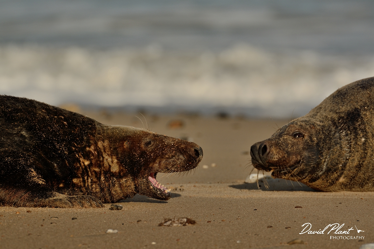 David Plant Photography - Wildlife Photography - Grey seal - AC.jpg - Grey seal male standoff - Norfolk