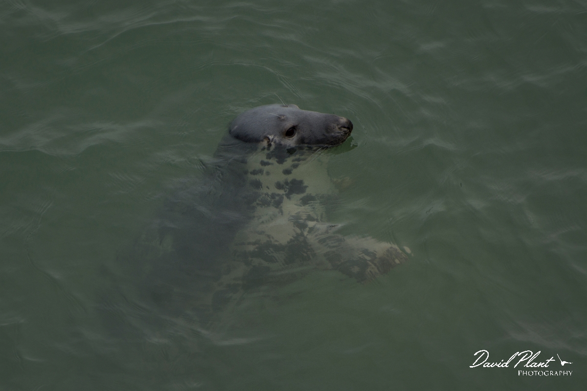 David Plant Photography - Wildlife Photography - Grey seal - AD.jpg - Grey seal swimming - Conwy