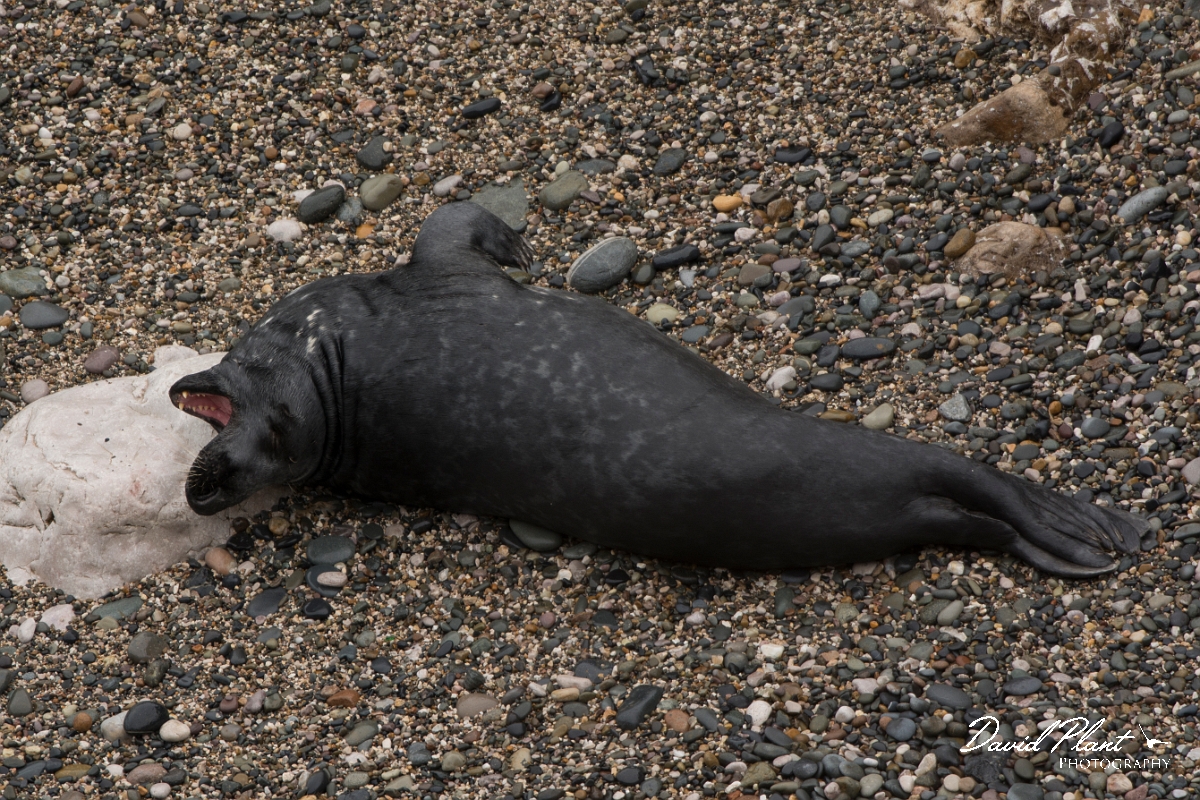 David Plant Photography - Wildlife Photography - Grey seal - AE.jpg - Grey seal yawning - Conwy