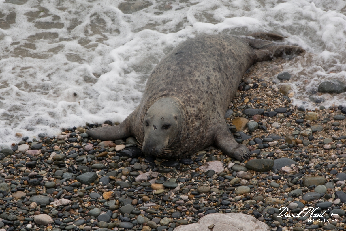 David Plant Photography - Wildlife Photography - Grey seal - AF.jpg - Grey seal - Conwy