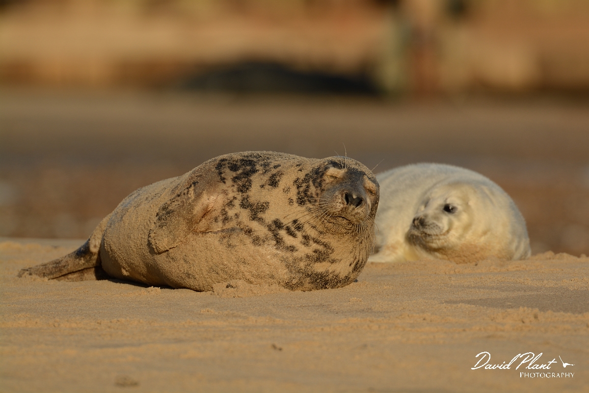 David Plant Photography - Wildlife Photography - Grey seal - C.jpg - Grey seal female and pup - Norfolk