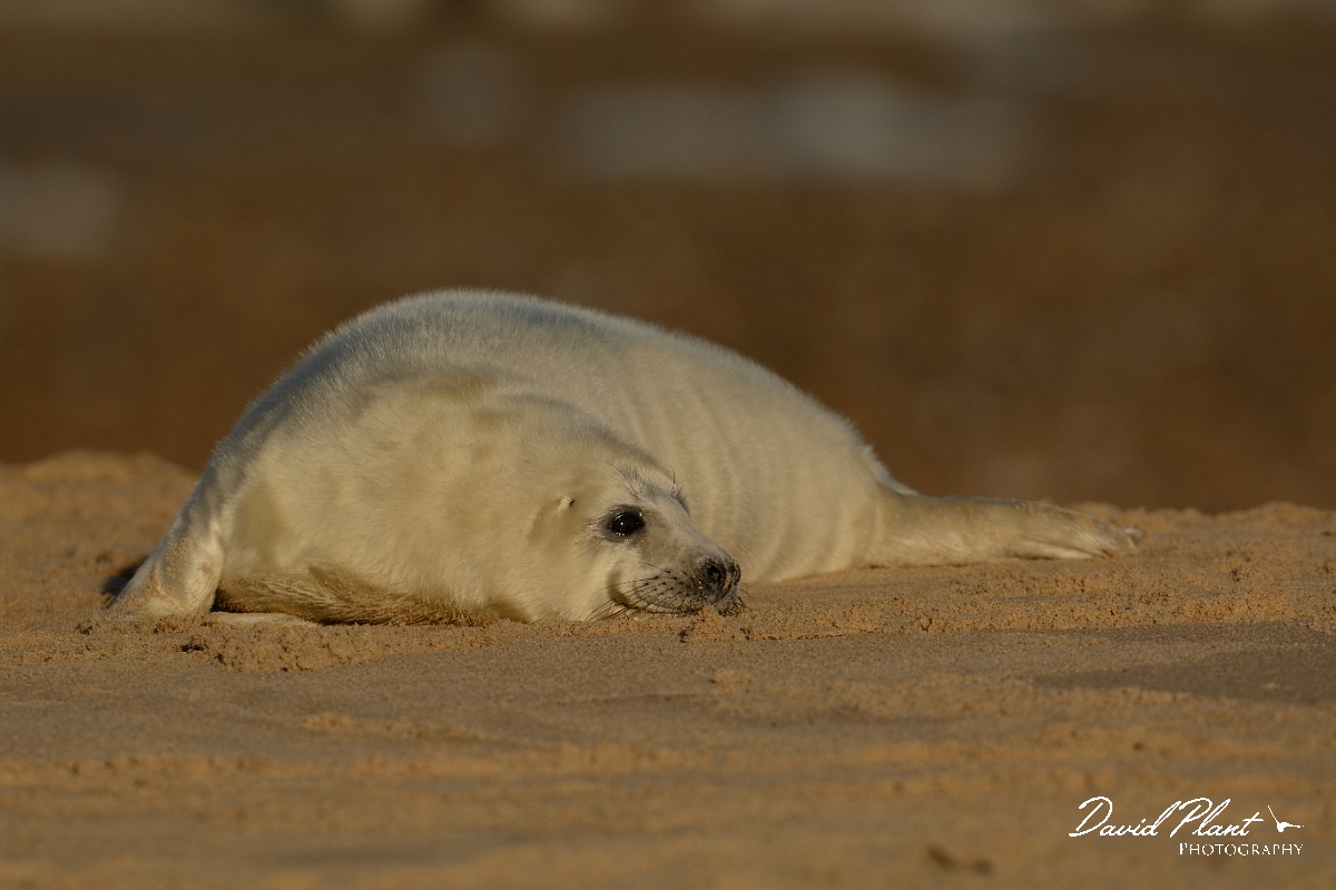 David Plant Photography - Wildlife Photography - Grey seal - D.jpg - Grey seal pup relaxing - Norfolk