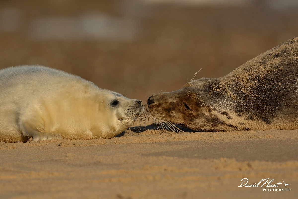 David Plant Photography - Wildlife Photography - Grey seal - E.jpg - Grey seal female and pup nose touching - Norfolk