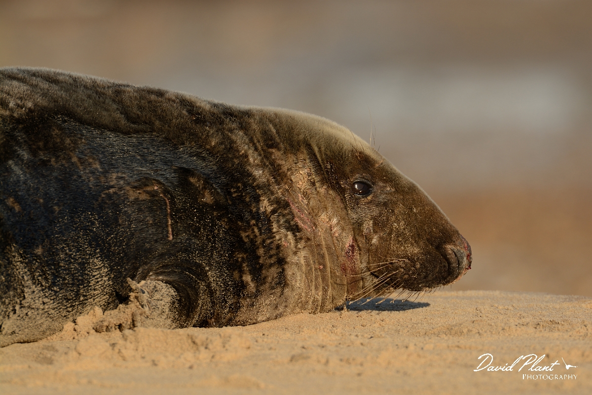 David Plant Photography - Wildlife Photography - Grey seal - F.jpg - Grey seal maleresting - Norfolk