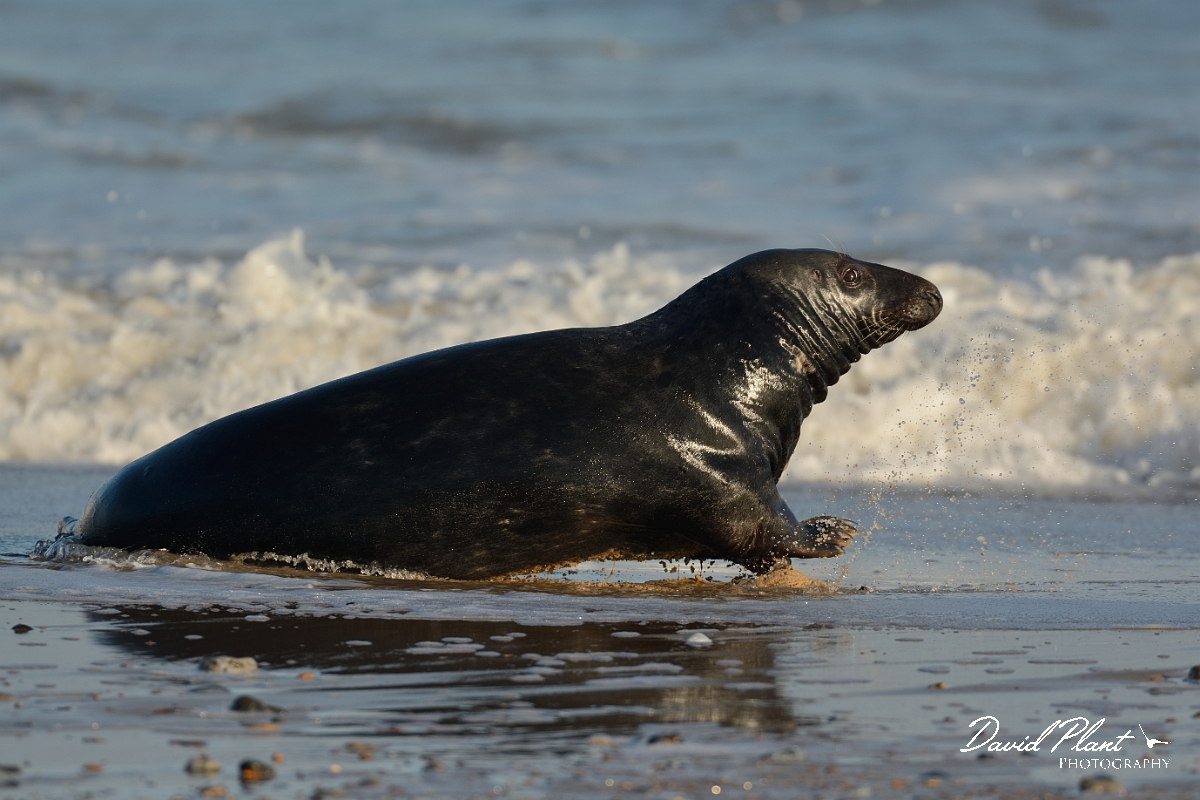 David Plant Photography - Wildlife Photography - Grey seal - G.jpg - Grey seal male chased into sea - Norfolk