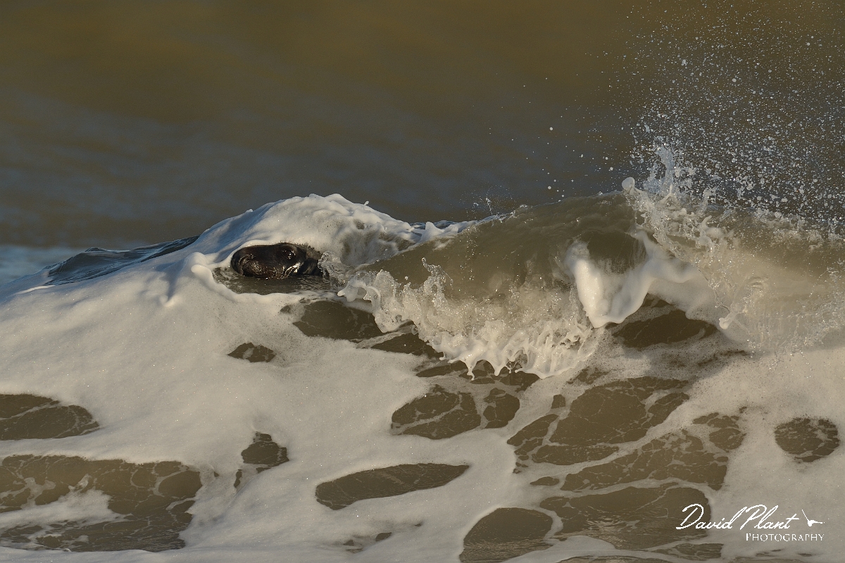 David Plant Photography - Wildlife Photography - Grey seal - H.jpg - Grey seal male in wave - Norfolk