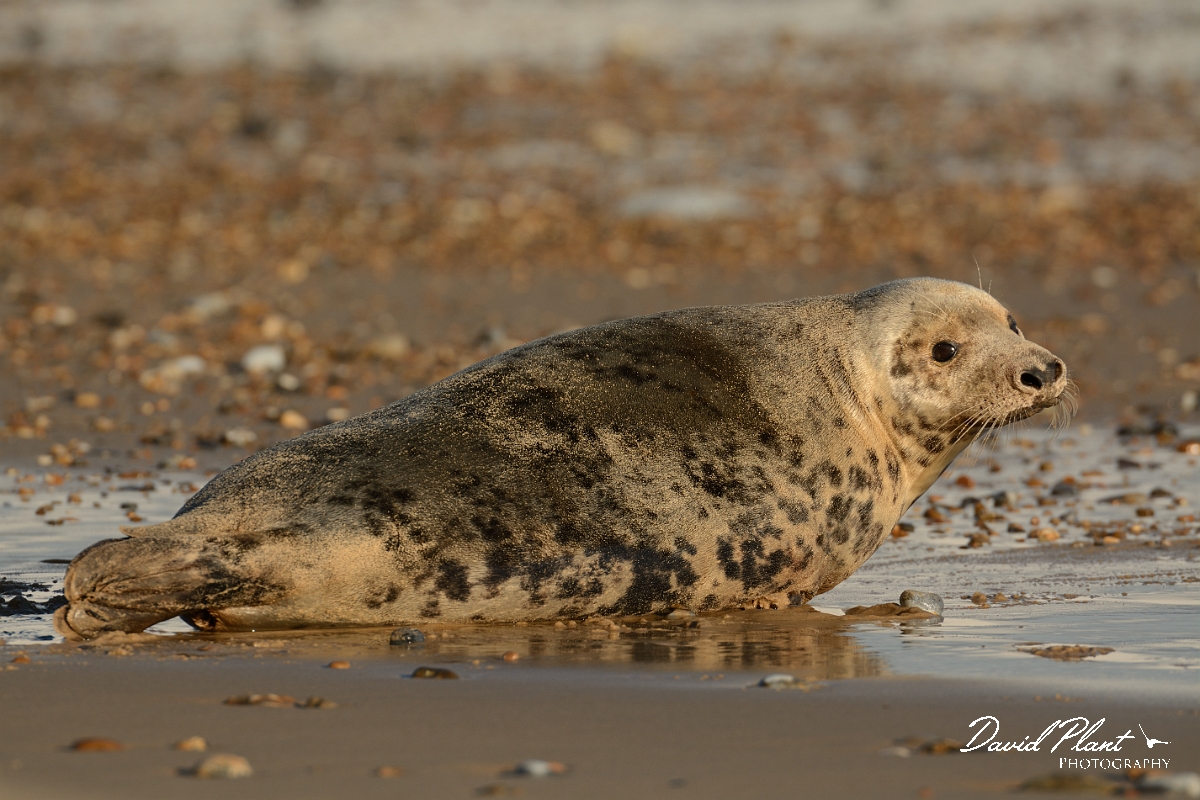 David Plant Photography - Wildlife Photography - Grey seal - J.jpg - Grey seal female lying on the beach - Norfolk
